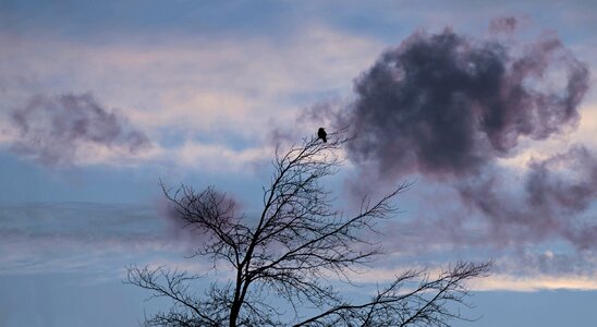 Crow dawn ecology photo