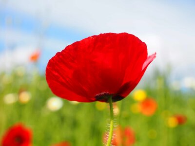 Agriculture beautiful flowers biology