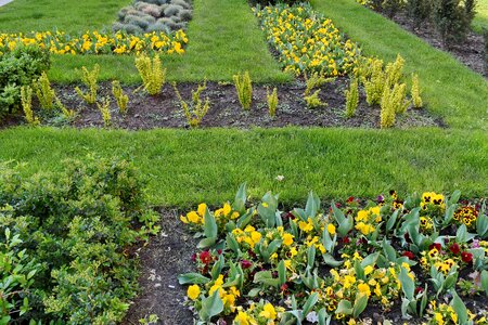 Spring field flowers