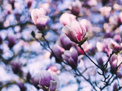 Spring Magnolia Pink Tree Flowers photo