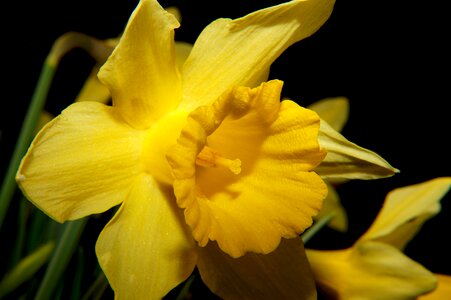 Bloom yellow spring photo