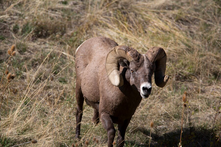 Rocky Mountain Bighorn sheep close-up-1
