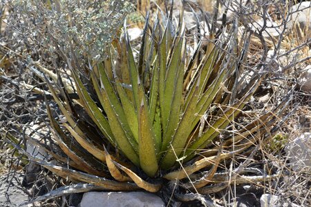 Desert plant green photo