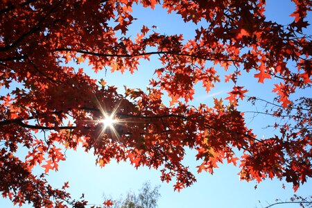 Blue sky sun fall foliage photo