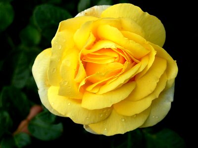 Bloom love marry