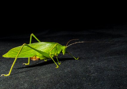 Insect close up green photo