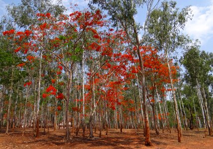 Delonix regia trees dharwad photo