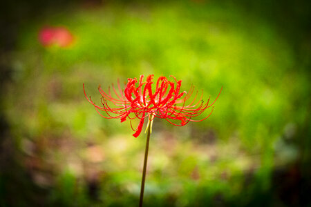 21 Lycoris radiata