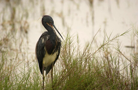 Tricolored Heron-1 photo