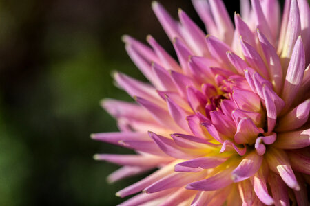 Chrysanthemum Flower photo