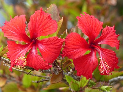 Environment floral plant