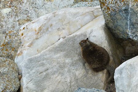 Rodent mammal wild