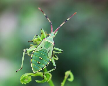 Animal arthropod beautiful image photo