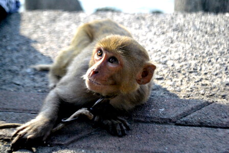 Captive Monkey photo
