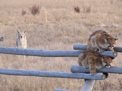 Background close coyote