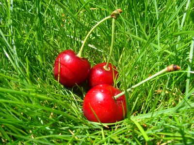 Cherry in grass Free photos
