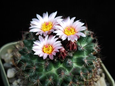 Blossom cactus flora photo