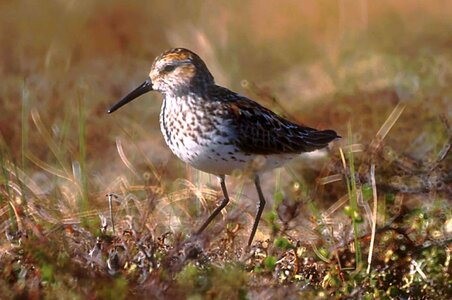 Bird grass plants Scolopacidae