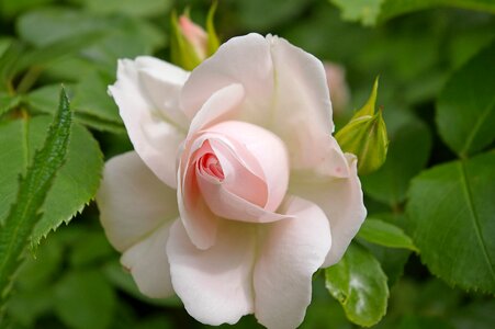 Soft pink white blossom photo