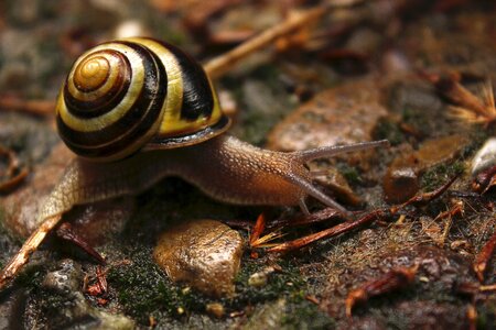 Snail shell close up ground photo