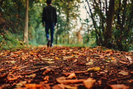 Autumn ground leaves photo