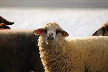 White sheep livestock sheep's wool photo