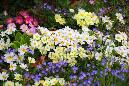 Primrose colorful color photo