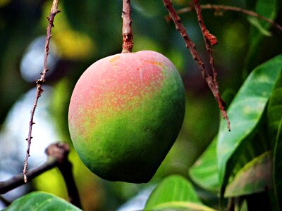 Tropical fruit mango tree fruit photo