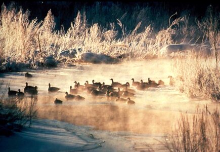 American black ducks