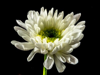 Bloom flower white photo