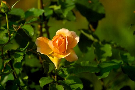 Flower rose orange photo
