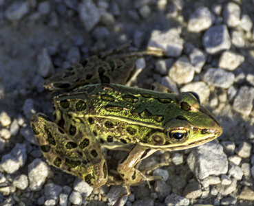 Green Frog Sitting on the Ground on rocks photo