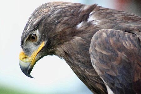 Bird animals nature