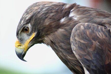 Bird animals nature photo