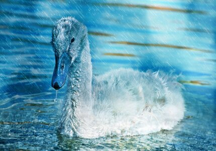 Water bird water rain