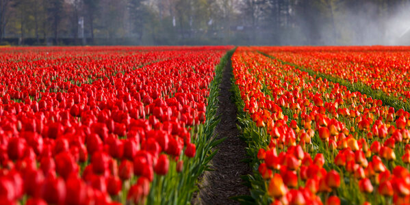 Red Tulip Fields in Holland, Netherlands photo
