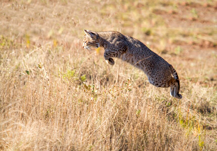 Jumping Bobcat photo
