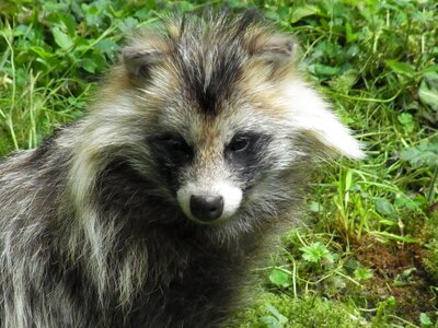 Animal nature forest