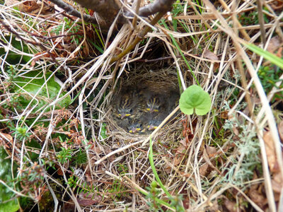 Savannah Sparrow nest photo