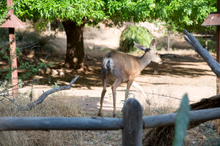 deer in morning light in the forests of the Grand Canyon photo