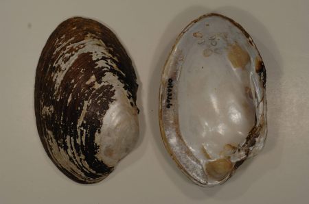 Lampsilis cardium-1