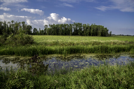 Pond landscape with grass and trees at Horicon Marsh