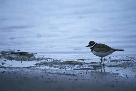 Animal bird Charadrius vociferus photo