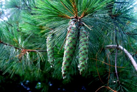 Pine tree tree evergreen