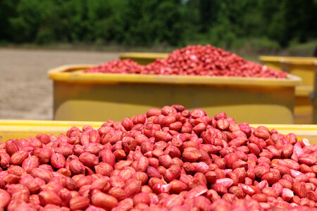 Peanuts in the Seed Hopper photo