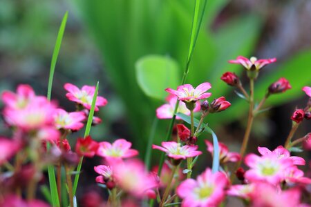 Flowers garden summer photo