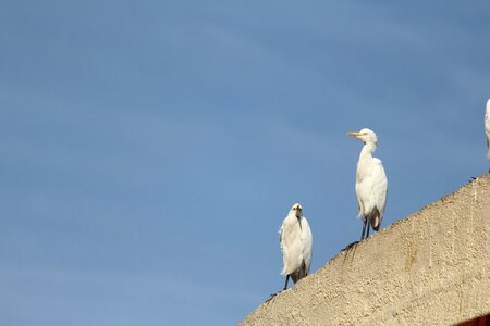 Animal bird blue sky