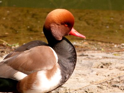 Red-crested pochard brown nature photo