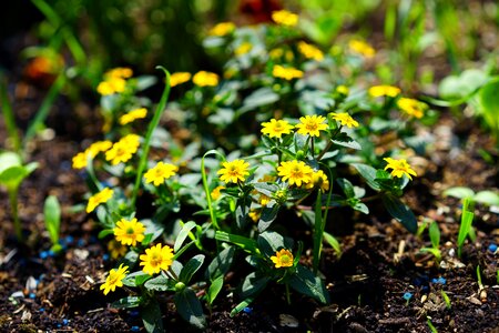 Sanvitalia procumbens small variety photo