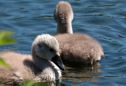 Animal aquatic bird avian